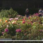 Capture fr3 rdv jardins roseraie